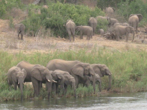 30 elefanter kom marcherende