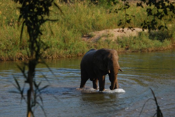 Enlig elefant krydser Olifants River