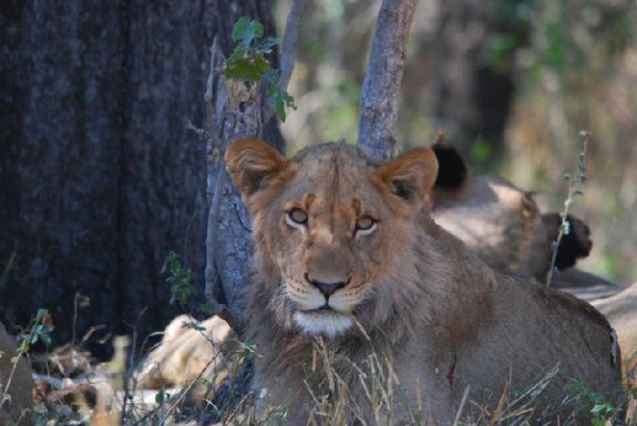 Livlige løver i Sydafrika