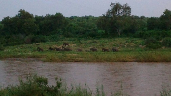 Urolige elefanter